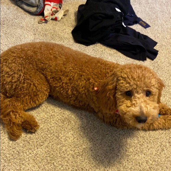 Mini goldendoodle - Picture 2 of 3